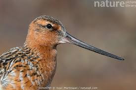 Attēlu rezultāti vaicājumam “Limosa lapponica”