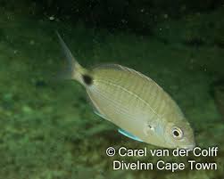 Image result for Diplodus capensis