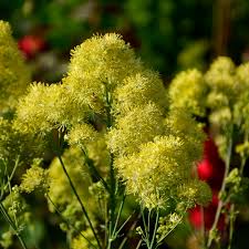 Attēlu rezultāti vaicājumam “Thalictrum flavum”