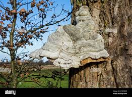 Attēlu rezultāti vaicājumam “Fomes fomentarius”