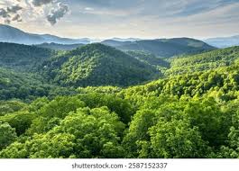 Image result for лес,