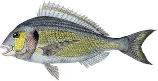 Image result for Argyrosomus inodorus