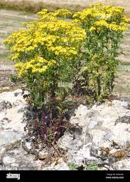 Attēlu rezultāti vaicājumam “Jacobaea vulgaris”