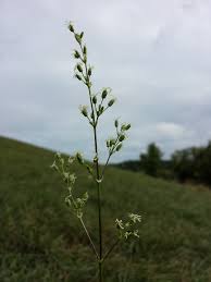 Attēlu rezultāti vaicājumam “Silene otites”