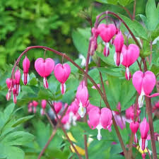 Image result for tränendes Herz