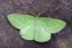 Attēlu rezultāti vaicājumam “Thetidia smaragdaria”