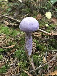 Attēlu rezultāti vaicājumam “Cortinarius traganus”