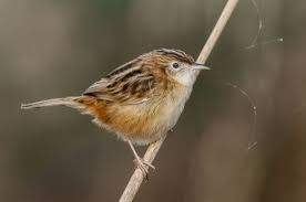 Image result for Cisticola juncidis