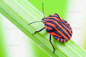 Attēlu rezultāti vaicājumam “Graphosoma lineatum”