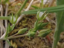 Attēlu rezultāti vaicājumam “Arenaria procera leaf”