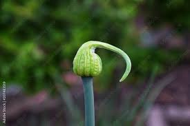 Attēlu rezultāti vaicājumam “Allium cepa bud”