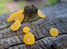 Attēlu rezultāti vaicājumam “Trichia alpina spores”