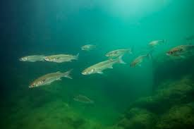 Image result for Liza ramada