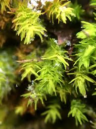 Attēlu rezultāti vaicājumam “Anomodon viticulosus”