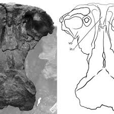 Attēlu rezultāti vaicājumam “Laccognathus panderi”