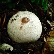 Attēlu rezultāti vaicājumam “Phleogena faginea young”