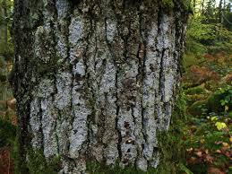 Attēlu rezultāti vaicājumam “Lecanactis abietina”