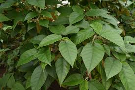 Attēlu rezultāti vaicājumam “Tettigoniodea exuvia”