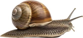 Attēlu rezultāti vaicājumam “Helix pomatia”