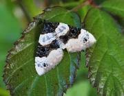 Attēlu rezultāti vaicājumam “Cosmorhoe ocellata”