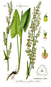 Attēlu rezultāti vaicājumam “Rumex”