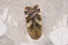 Attēlu rezultāti vaicājumam “Noctua fimbriata imago”