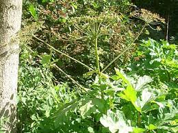 Attēlu rezultāti vaicājumam “Heracleum sosnowskyi”