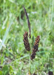 Attēlu rezultāti vaicājumam “Anthracoidea”
