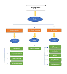 Attēlu rezultāti vaicājumam “Atrichum flavisetum sporophyte”