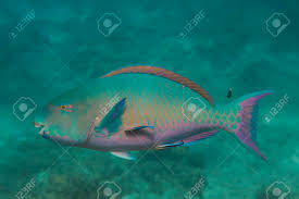 Image result for Chlorurus sordidus