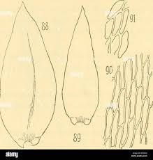 Attēlu rezultāti vaicājumam “Philonotis marchica sporophyte”