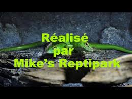 Risultati immagini per dasia smaragdina