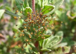 Attēlu rezultāti vaicājumam “Araneus diadematus eggs”