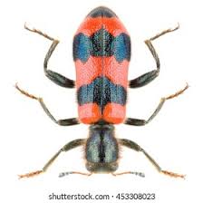 Attēlu rezultāti vaicājumam “Trichodes apiarius”