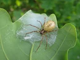 Attēlu rezultāti vaicājumam “Anyphaena accentuata”