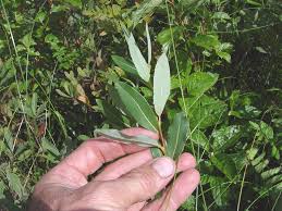 Attēlu rezultāti vaicājumam “Salix myrtilloides leaf”