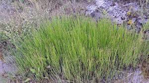 Attēlu rezultāti vaicājumam “Eleocharis palustris flower”