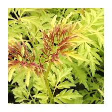 Attēlu rezultāti vaicājumam “Sambucus racemosa leaf”