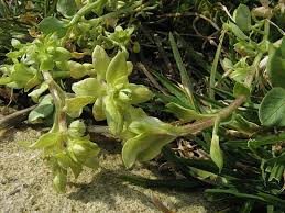 Attēlu rezultāti vaicājumam “Stellaria pallida”
