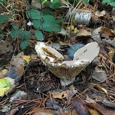 Attēlu rezultāti vaicājumam “Russulales”