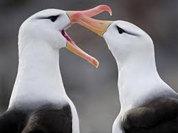 7B-Albatross bird*418 Images?q=tbn:ANd9GcQ-7IfNN3iz4SsOsaf7nhbl1SQhlb4s5uWeGCgkebaj8vbMCCg&t=1&usg=__GuEs2SDX4b8WwMUQ5mr4FTPVyUI=