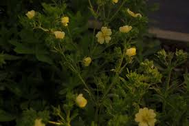 Image result for Potentilla recta
