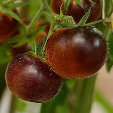 Afbeeldingsresultaat voor cherokee purple tomato