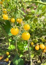 Afbeeldingsresultaat voor broad ripple yellow currant tomato
