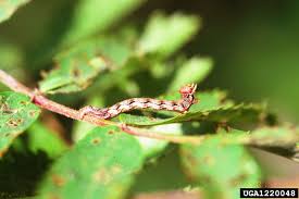 Attēlu rezultāti vaicājumam “Erannis defoliaria larva”