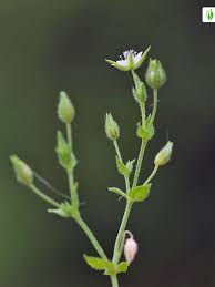 Attēlu rezultāti vaicājumam “Arenaria serpyllifolia flower”