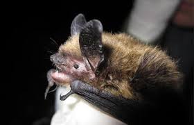 Attēlu rezultāti vaicājumam “Myotis sp.”
