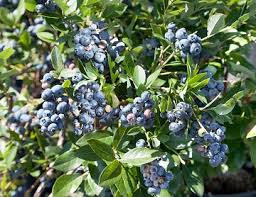 Attēlu rezultāti vaicājumam “Prunus domestica subsp. insitita”