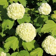 Attēlu rezultāti vaicājumam “Viburnum opulus flower”