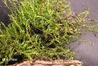 Attēlu rezultāti vaicājumam “Drepanocladus aduncus”